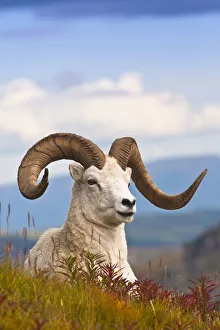 Adult Dall Sheep Ram Resting On A Hillside On Fall Tundra Near Savage River Valley In Denali National Park And Preserve Adult Dall Sheep Ram Resting On A Hillside On Fall Tundra Near Savage River Valley In Denali National Park And Preserve