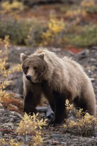 Adult Grizzly Walking On Fall Tundra Denali Np Alaska Adult Grizzly Walking On Fall Tundra Denali Np Alaska