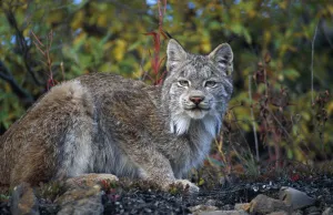 Adult Lynx On Hill Side Denali Np In Alaska Summer Adult Lynx On Hill Side Denali Np In Alaska Summer