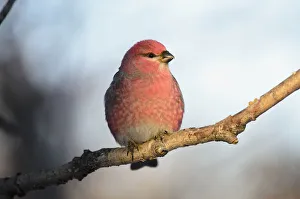 Adult Male Pine Grosbeak (Pinicola Enucleator) Sits On Branch In Anchorage, Alaska, Fall Adult Male Pine Grosbeak (Pinicola Enucleator) Sits On Branch In Anchorage, Alaska, Fall