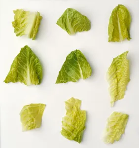 Agriculture - Closeup of chopped Romaine lettuce pieces on a white surface, studio Agriculture - Closeup of chopped Romaine lettuce pieces on a white surface, studio