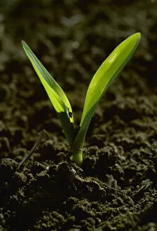 Images Dated 9th April 2005: Agriculture - Closeup of a grain corn seedling in a conventionally tilled field / Arkansas, USA