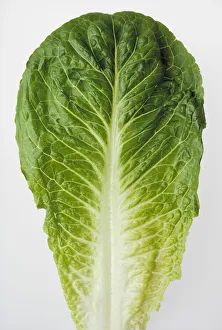 Agriculture - Closeup of a Romaine lettuce leaf on a white surface, studio Agriculture - Closeup of a Romaine lettuce leaf on a white surface, studio