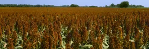 Agriculture - Crop of mid mature grain sorghum (milo), ready for harvest / Des Arc Agriculture - Crop of mid mature grain sorghum (milo), ready for harvest / Des Arc
