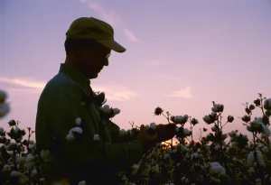 Agriculture - A farmer / grower inspects his mature cotton crop prior to harvest at sunset / Arkansas, USA Agriculture - A farmer / grower inspects his mature cotton crop prior to harvest at sunset / Arkansas, USA