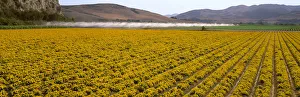 Agriculture - A Field Of Commercially Grown Marigold Flowers With Vegetable Crops Agriculture - A Field Of Commercially Grown Marigold Flowers With Vegetable Crops