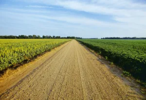 Agriculture - A gravel country road passes between fields of grain sorghum (l) and soybeans (r) Agriculture - A gravel country road passes between fields of grain sorghum (l) and soybeans (r)