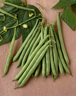 Agriculture - Green Beans On Stone; Rhapsody Variety, Studio Agriculture - Green Beans On Stone; Rhapsody Variety, Studio