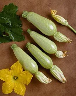 Agriculture - Grey Zucchini On A Copper Surface; Variety Anita Type, Studio Agriculture - Grey Zucchini On A Copper Surface; Variety Anita Type, Studio