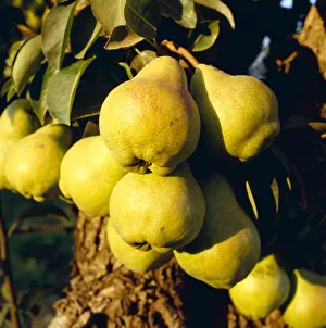 Agriculture - Mature Bartlett pears on the tree in late afternoon light / Brentwood, California, USA Agriculture - Mature Bartlett pears on the tree in late afternoon light / Brentwood, California, USA