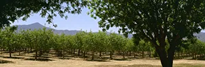 Agriculture - Pistachio orchard early in the growing season / Bowie, Arizona, USA Agriculture - Pistachio orchard early in the growing season / Bowie, Arizona, USA