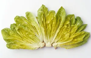 Agriculture - Romaine lettuce hearts fanned out on a white surface, studio Agriculture - Romaine lettuce hearts fanned out on a white surface, studio