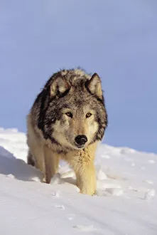 Alaska, Gray Wolf Stalking Prey In Deep Winter Snow Alaska, Gray Wolf Stalking Prey In Deep Winter Snow