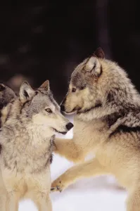 Alaska, Gray Wolves Playing In Deep Winter Snow At The Forests Edge Alaska, Gray Wolves Playing In Deep Winter Snow At The Forests Edge