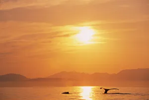 Alaska, Inside Passage, Tongass National Forest, Fluke Of A Humpback Whale At Sunset Alaska, Inside Passage, Tongass National Forest, Fluke Of A Humpback Whale At Sunset