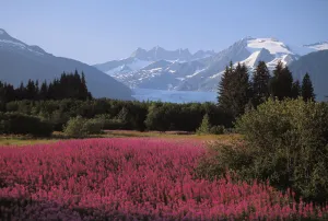 Alaska, Juneau, Mendenhall Valley, Tongass National Forest, Field Of Fireweed Alaska, Juneau, Mendenhall Valley, Tongass National Forest, Field Of Fireweed