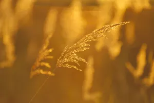 Alaska, Kenai National Wildlife Refuge, Close-Up Of Grasses At Sunset, Golden Light Alaska, Kenai National Wildlife Refuge, Close-Up Of Grasses At Sunset, Golden Light