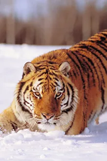 Alaska, Siberian Tiger (Panthera Tigris Altaica) Stalking Prey In Deep Winter Snow Alaska, Siberian Tiger (Panthera Tigris Altaica) Stalking Prey In Deep Winter Snow