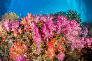 Alconarian coral with schooling anthias dominate this Fijian reef scene looking directly up a wall to the surface; Fiji Alconarian coral with schooling anthias dominate this Fijian reef scene looking directly up a wall to the surface; Fiji