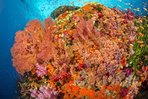 Alconarian and gorgonian coral with schooling anthias dominate this Fijian reef scene; Fiji Alconarian and gorgonian coral with schooling anthias dominate this Fijian reef scene; Fiji