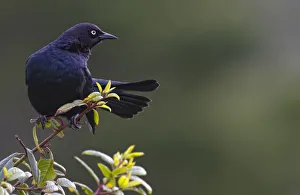 Alert Brewers Blackbird Perched On Twig; Big Sur, California, USA Alert Brewers Blackbird Perched On Twig; Big Sur, California, USA
