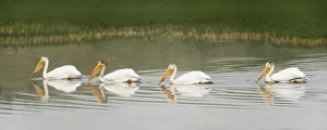American White Pelicans Swim In A Line On The Yellowstone River; Wyoming, Usa American White Pelicans Swim In A Line On The Yellowstone River; Wyoming, Usa
