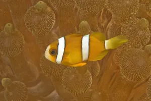 Anemonefish, Sea Anemone, Puerto Galera, Philippines, Asia, Europe Anemonefish, Sea Anemone, Puerto Galera, Philippines, Asia, Europe