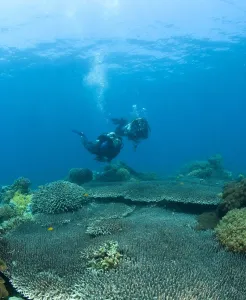 Apo Island Marine Park, Philippines, Asia; Scuba Diver Apo Island Marine Park, Philippines, Asia; Scuba Diver