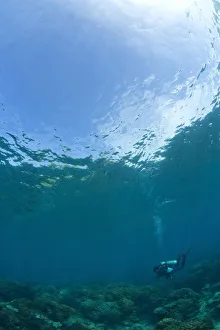 Apo Island Marine Park, Philippines, Southeast Asia; Scuba Diver Apo Island Marine Park, Philippines, Southeast Asia; Scuba Diver