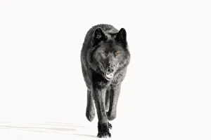 Archipelago Wolf In Black Color Phase Trotting On Snow Field Southeast Alaska Winter Tongass Nat Forest Archipelago Wolf In Black Color Phase Trotting On Snow Field Southeast Alaska Winter Tongass Nat Forest