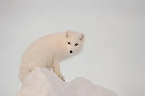Arctic Fox Stands In Late Afternoon Sun On Top Of A Large Chunk Of Ice, Churchill Arctic Fox Stands In Late Afternoon Sun On Top Of A Large Chunk Of Ice, Churchill