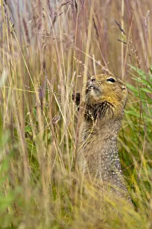 An Arctic Ground Squirrel Feasts On Grass Seeds Near The Eielson Visitor Center In Denali National Park And Preserve An Arctic Ground Squirrel Feasts On Grass Seeds Near The Eielson Visitor Center In Denali National Park And Preserve