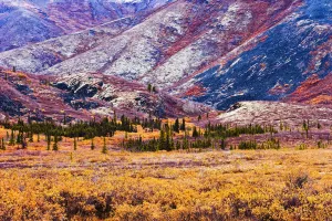 Artist's Choice: Fall Colours In Ogilvie Mountains Along Dempster Highway, Tombstone Territorial Park, Yukon Artist's Choice: Fall Colours In Ogilvie Mountains Along Dempster Highway, Tombstone Territorial Park, Yukon