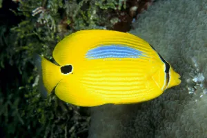 Australia, Bluespot Butterflyfish (Chaetodon Plebeius) B1926 Australia, Bluespot Butterflyfish (Chaetodon Plebeius) B1926