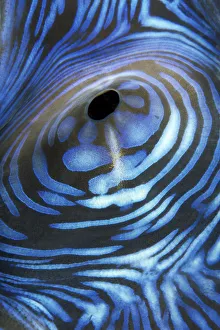 Australia, Exhaust Opening Of Giant Tridacna Clam, (Tridacna Gigas) Australia, Exhaust Opening Of Giant Tridacna Clam, (Tridacna Gigas)