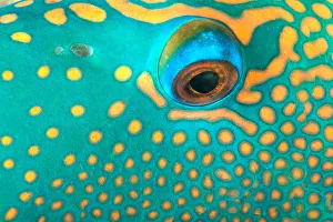 Australia, Extreme Close-Up Eye Of Bicolor Parrotfish (Cetoscarus Bicolor) Australia, Extreme Close-Up Eye Of Bicolor Parrotfish (Cetoscarus Bicolor)