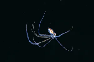 Australia, Pelagic Octopus (Octopus Sp?) Midwater Black Ocean Background A87H Australia, Pelagic Octopus (Octopus Sp?) Midwater Black Ocean Background A87H