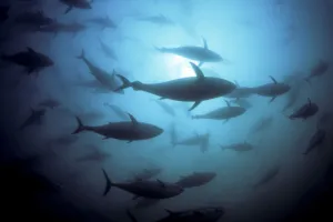 Australia, South Australia, Port Lincoln, Southern Bluefin Tuna (Thunnus Maccoyii) Circle In A Holding Pen Australia, South Australia, Port Lincoln, Southern Bluefin Tuna (Thunnus Maccoyii) Circle In A Holding Pen