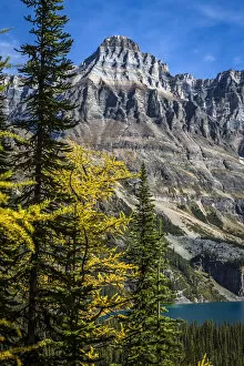 Alpine Larch Collection: Autumn Larch, Mountain Range and Alpine Lake, Lake O Hara, Yoho National Park, British Columbia