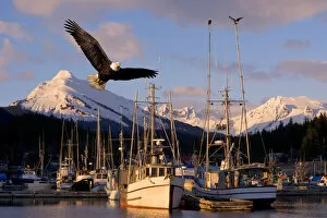 Images Dated 15th March 2005: Bald Eagle In Flight Through Auke Bay Boat Harbor Juneau Alaska Composite