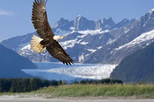 Bald Eagle In Flight With Mendenhall Glacier In Background Tongass National Forest Bald Eagle In Flight With Mendenhall Glacier In Background Tongass National Forest