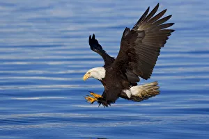 Bald Eagle Preparing To Grab Fish Out Of Water Inside Passage Alaska Southeast Spring Bald Eagle Preparing To Grab Fish Out Of Water Inside Passage Alaska Southeast Spring