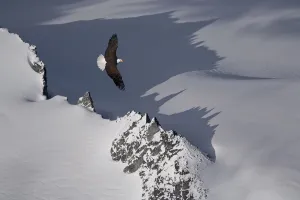 Bald Eagle Soaring Above The Mountain Peaks Of The Juneau Ice Field. Spring In Southeast Alaska. Composite Bald Eagle Soaring Above The Mountain Peaks Of The Juneau Ice Field. Spring In Southeast Alaska. Composite