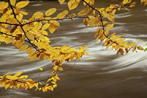 Adirondack Park Collection: Beech tree branch over the Ausable River