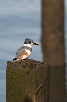 A Belted Kingfisher (Megaceryle Alcyon) Waits To Dive For Small Fish; Astoria, Oregon, United States Of America A Belted Kingfisher (Megaceryle Alcyon) Waits To Dive For Small Fish; Astoria, Oregon, United States Of America