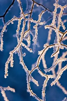 Detail Of Birch Trees Covered With Hoarfrost, Winter, Russian Jack Park, Anchorage, Alaska Detail Of Birch Trees Covered With Hoarfrost, Winter, Russian Jack Park, Anchorage, Alaska
