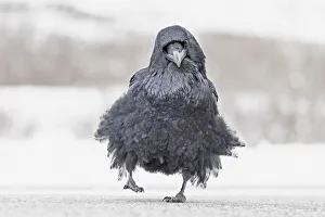 Bird with flouncy plumage waddles towards the camera; Yukon, Canada Bird with flouncy plumage waddles towards the camera; Yukon, Canada