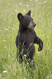 Black Bear Cub In Meadow Of Wildflowers Minnesota Spring Captive Black Bear Cub In Meadow Of Wildflowers Minnesota Spring Captive