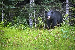 Images Dated 25th August 2004: A Black Bear (Ursus Americanus) Gazes At The Camera; Jasper, Alberta, Canada