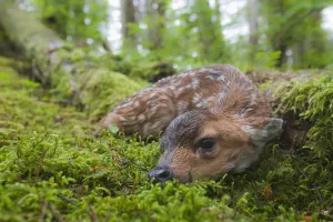 Black-Tailed Deer Fawn Lying In Moss Covered Rainforest, Montague Island, Prince William Sound, Southcentral Alaska Black-Tailed Deer Fawn Lying In Moss Covered Rainforest, Montague Island, Prince William Sound, Southcentral Alaska